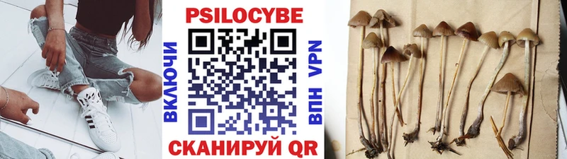 Галлюциногенные грибы Psilocybe  купить наркоту  Янаул 